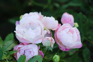 Güzel güller bahçede çiçek açan