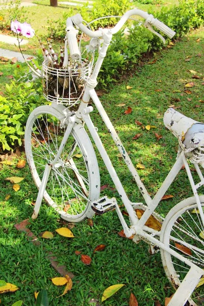 Oude vintage stijl van de fiets met de natuur — Stockfoto