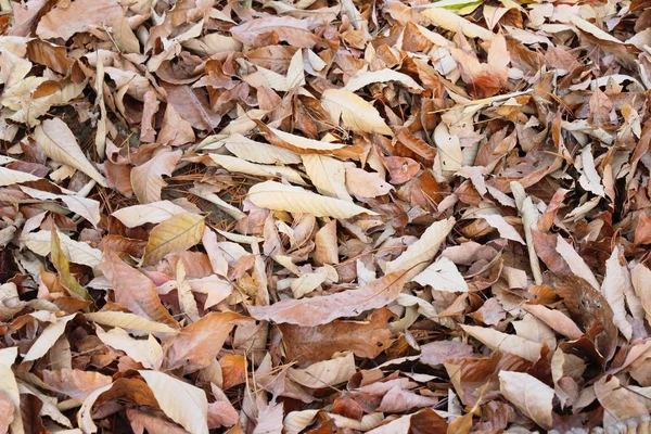 Brown dry leaves on the floor — Stock Photo, Image