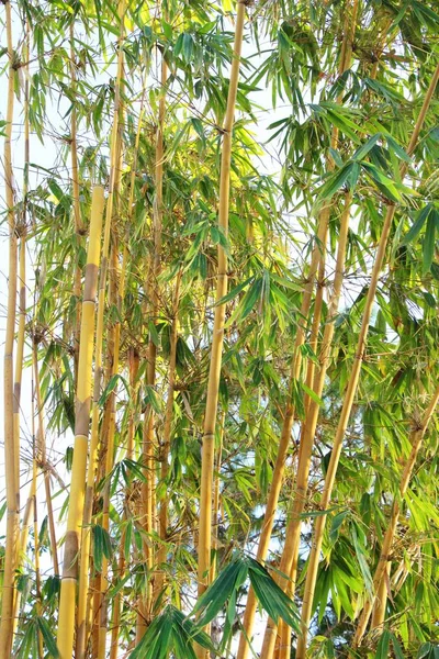 Bambu träd med naturen i tropiska — Stockfoto