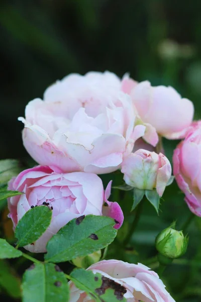 Belle rose sta fiorendo nel giardino — Foto Stock