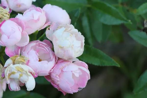 Mooie rozen is bloei in de tuin — Stockfoto