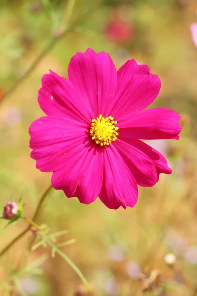 Beautiful cosmos colorful flowers in the garden — Stock Photo, Image