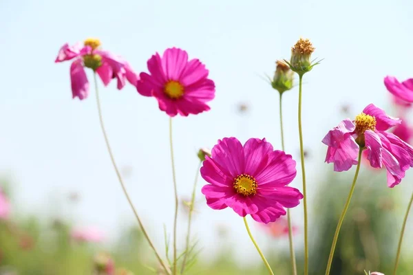 Beautiful cosmos colorful flowers in the garden — Stock Photo, Image