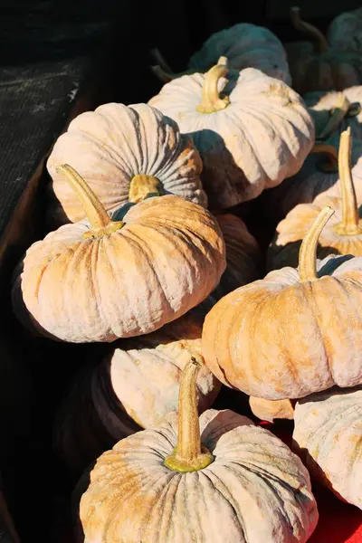 Citrouille fraîche pour cuisiner sur le marché — Photo