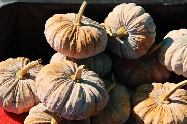 Citrouille fraîche pour cuisiner sur le marché — Photo