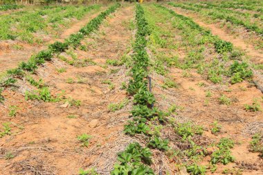 taze çilek Bahçe doğa ile Filiz