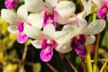Orkide çiçek güzel doğa