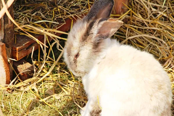 Conejo blanco es encantador en la granja — Foto de Stock