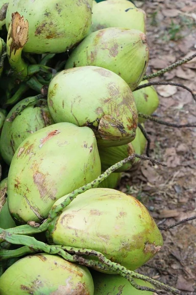 Kokosnoot vrucht is heerlijk op straat eten — Stockfoto