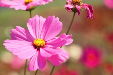 Bahçedeki güzel kozmos renkli çiçekler