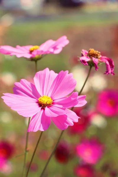 정원에서 아름 다운 코스모스 화려한 꽃 — 스톡 사진