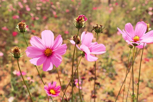 Beautiful cosmos colorful flowers in the garden — Stock Photo, Image