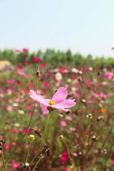 Belo cosmos flores coloridas no jardim — Fotografia de Stock