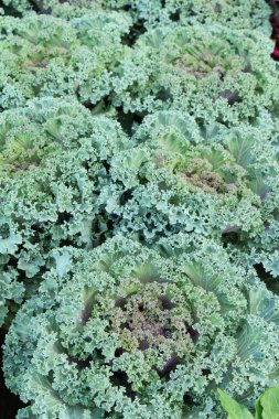 Bahçe doğa ile baş lahana