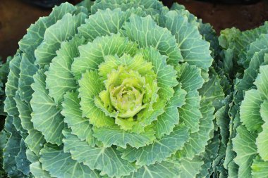 Bahçe doğa ile baş lahana