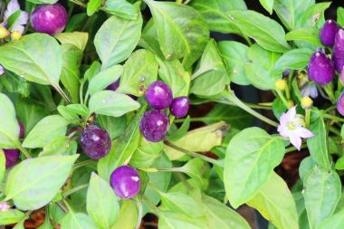 Bahçedeki ağaç üzerinde taze biber