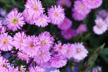 Kasımpatı çiçeği bahçede güzeldir