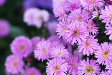 Kasımpatı çiçeği bahçede güzeldir