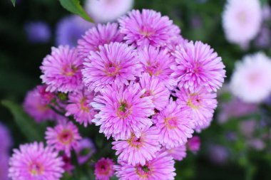 Kasımpatı çiçeği bahçede güzeldir