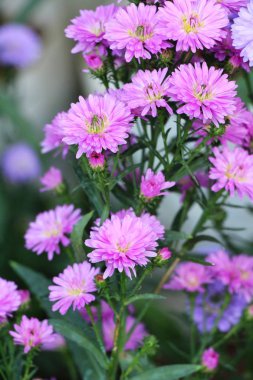 Kasımpatı çiçeği bahçede güzeldir