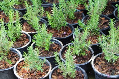 Garden doğa ile tencerede biberiye