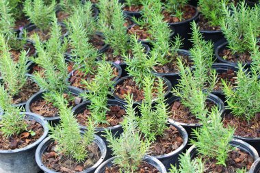 Garden doğa ile tencerede biberiye