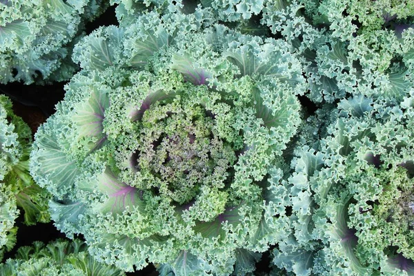 Kohlkopf im Garten mit der Natur — Stockfoto