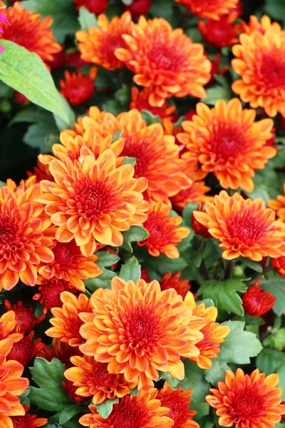 Chrysanthemums flower is beautiful in the garden — Stock Photo, Image