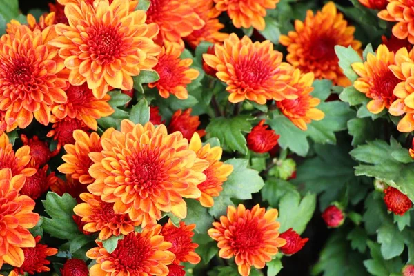 Krizantém virág egy gyönyörű kertben — Stock Fotó