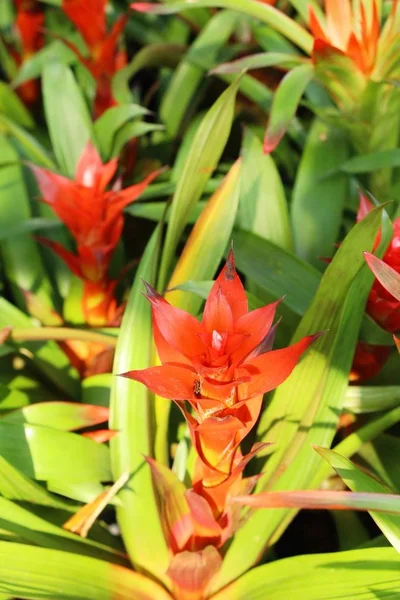 Bromélia flor no jardim com a natureza — Fotografia de Stock