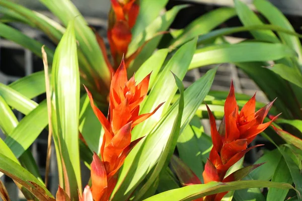 Bromeliad flower in the garden with nature — Stock Photo, Image