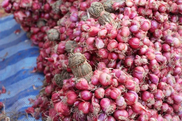 Schalotte - asiatische rote Zwiebel zum Kochen — Stockfoto