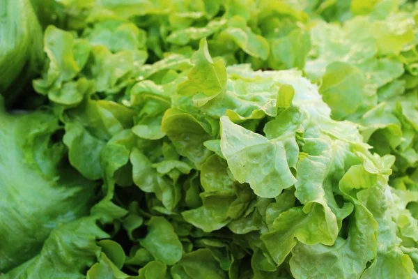 Fresh lettuce for cooking at street food — Stock Photo, Image