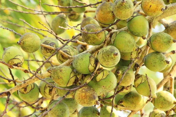 Ağaç doğa ile Palm'da tembul — Stok fotoğraf