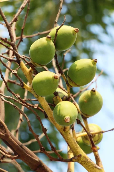 槟榔树与大自然 — 图库照片