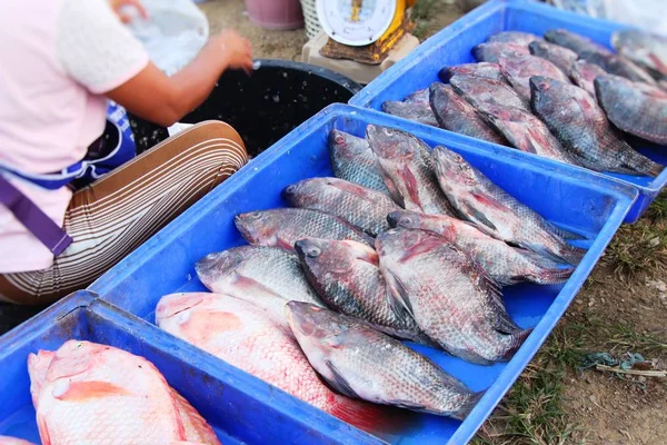 Färsk fisk för matlagning på marknaden — Stockfoto