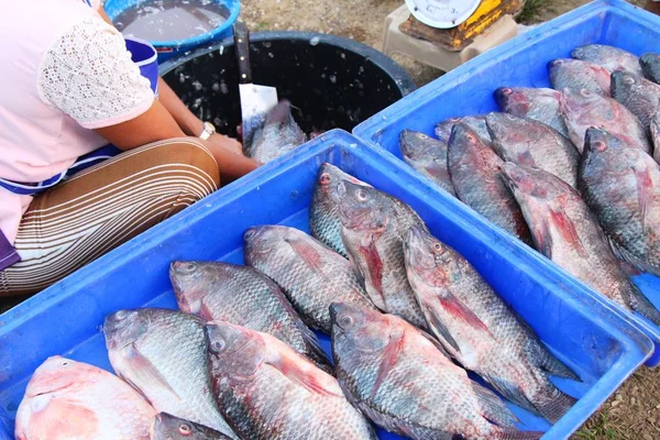 Peixe fresco para cozinhar no mercado — Fotografia de Stock