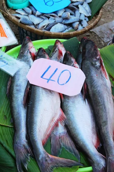 Färsk fisk för matlagning på marknaden — Stockfoto