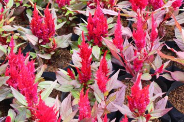 Güzel celosia argentea çiçek doğa ile