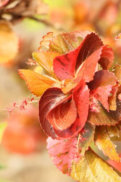 Bahçe doğa ile kırmızı yaprakları — Stok fotoğraf