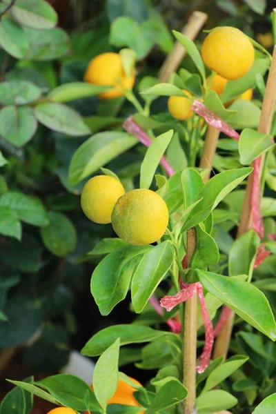Fruta naranja madura cuelga en el árbol — Foto de Stock