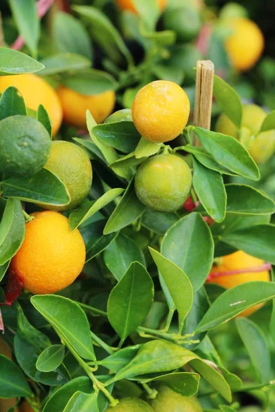 Fruit orange mûr accroché à l'arbre — Photo