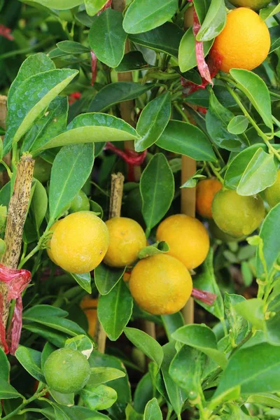 Dojrzały owoc pomarańczowy wisi na drzewie — Zdjęcie stockowe