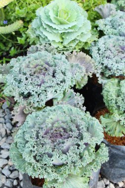 Bahçe doğa ile baş lahana