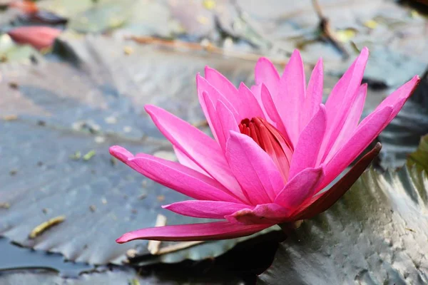 Beau lotus dans l'étang avec la nature — Photo