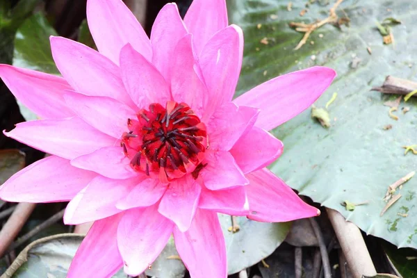 Schöner Lotus im Teich mit der Natur — Stockfoto