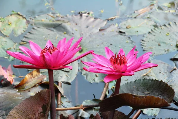 Vackra lotus i dammen med naturen — Stockfoto