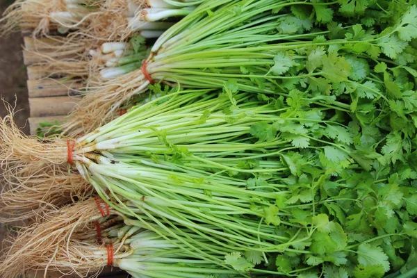 Fresh coriander for cooking in the market — Stock Photo, Image