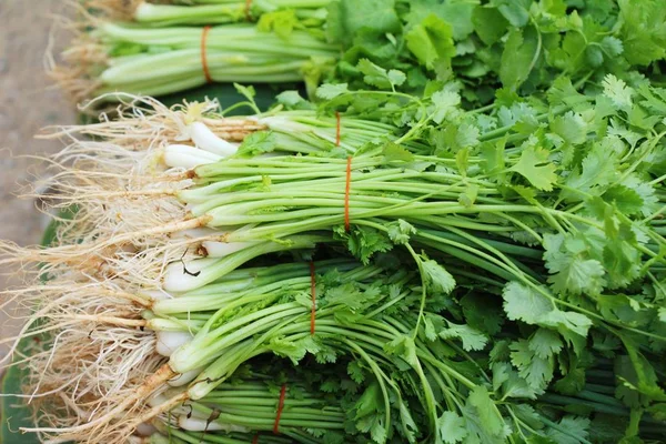 Oignon de printemps et coriandre sur le marché — Photo